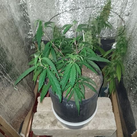 EsC51-MG8 growlog timeline photo