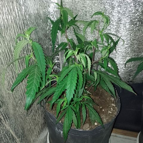 EsC51-MG8 growlog timeline photo