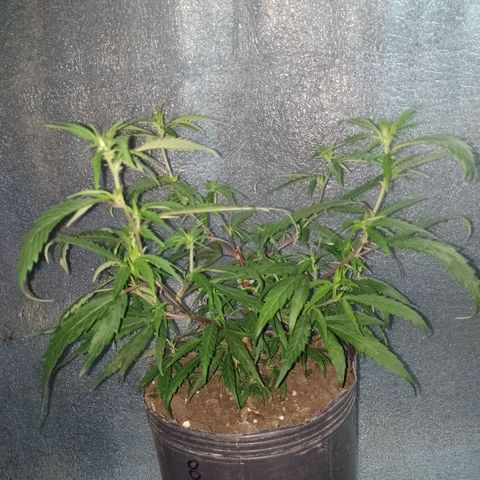 EsC51-MG8 growlog timeline photo