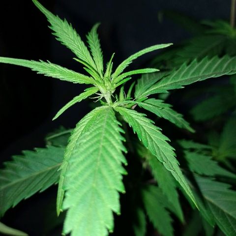 EsC51-MG8 growlog timeline photo