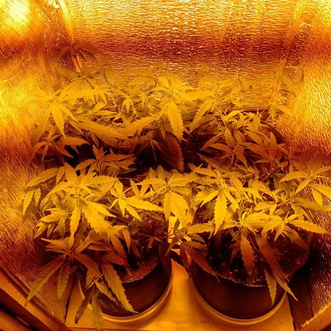 EsC51-MG8 growlog timeline photo