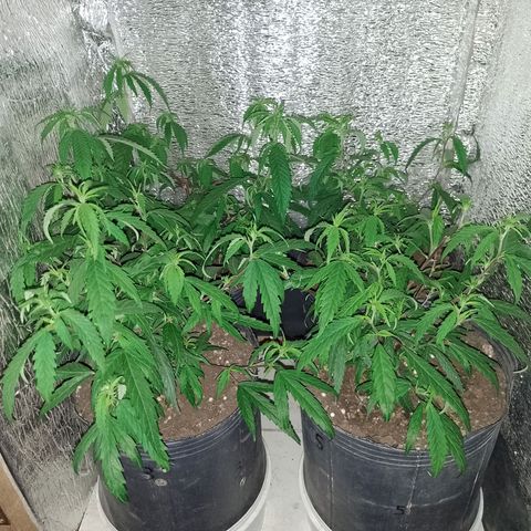EsC51-MG8 growlog timeline photo