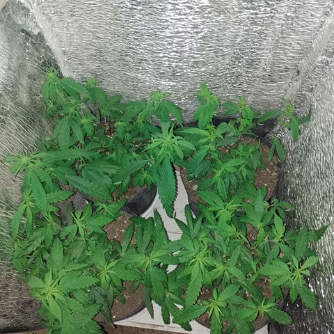 EsC51-MG8 growlog timeline photo