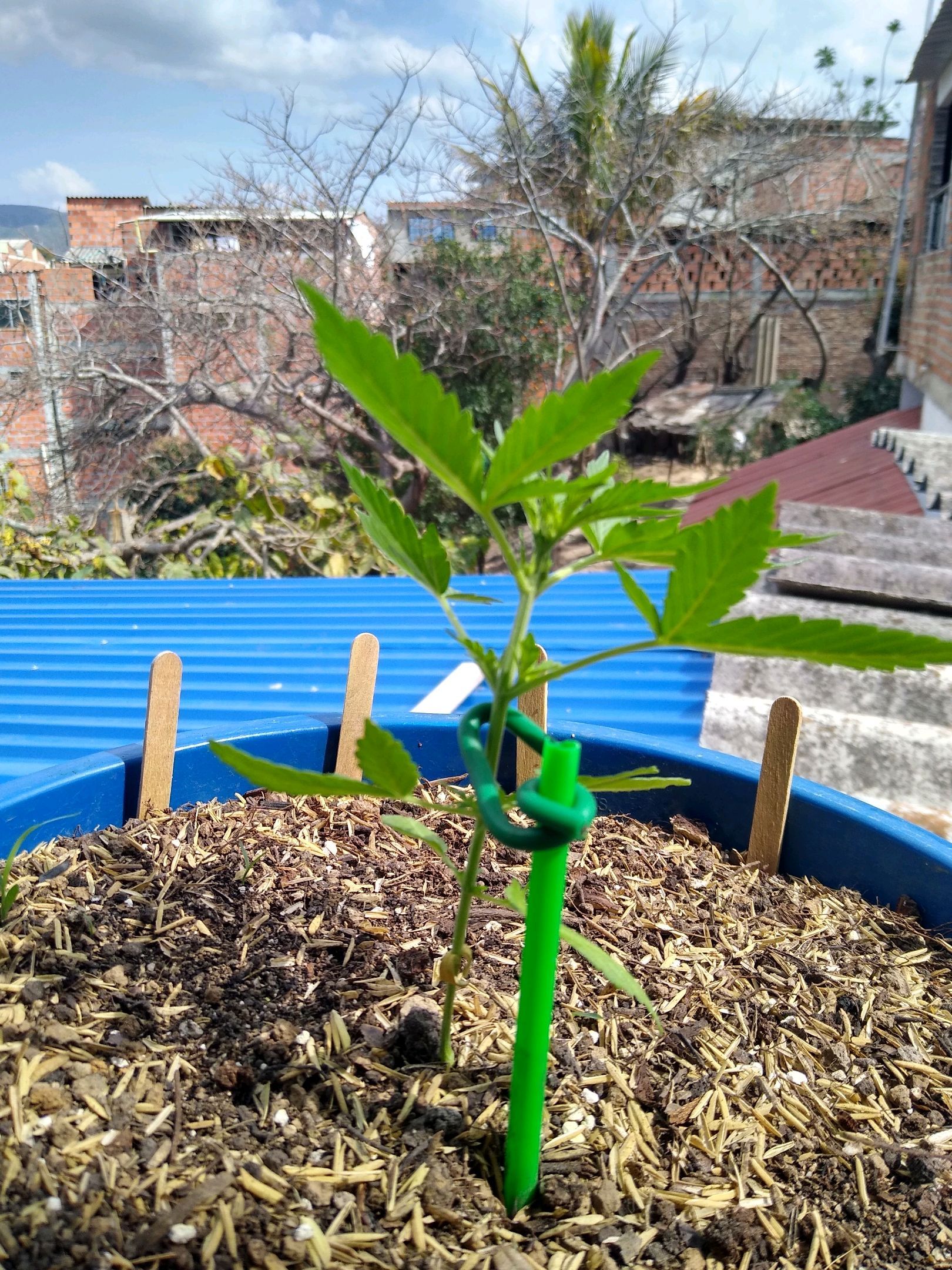 Widow auto growlog header