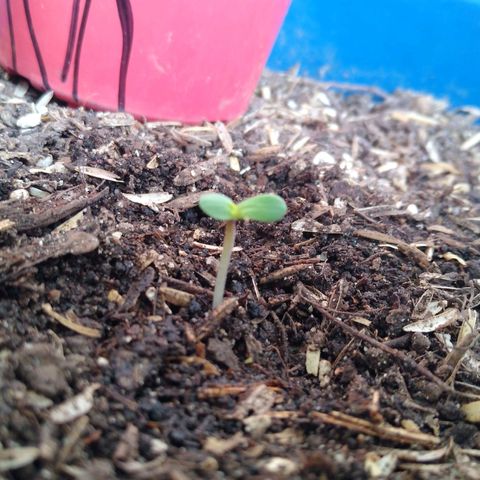Widow auto growlog photo