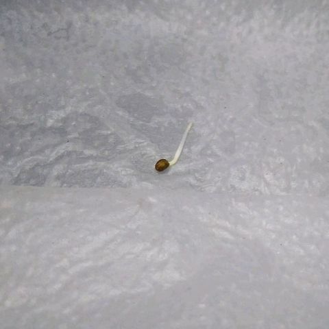 Widow auto growlog photo
