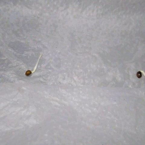 Widow auto growlog photo