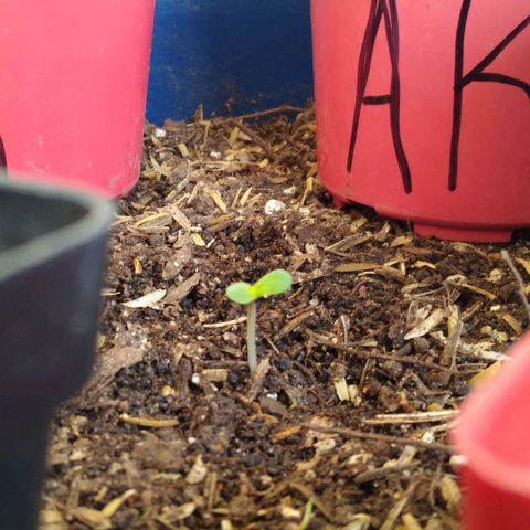 Widow auto growlog photo