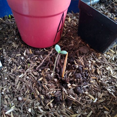Widow auto growlog photo