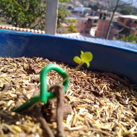 Widow auto growlog photo: Sufrió un pequeño golpe en el tallo, se dobló, pero sigue echando las primeras hojas. 