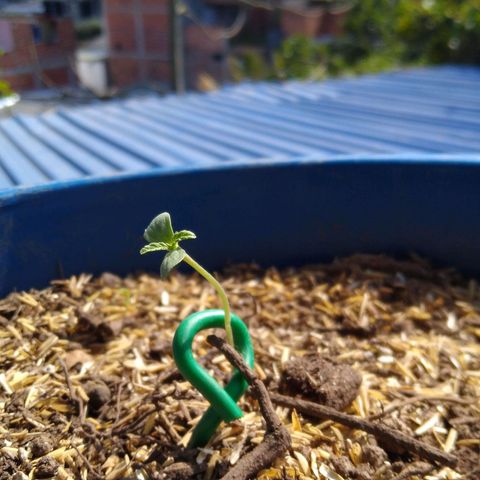 Widow auto growlog photo: Sufrió un pequeño golpe en el tallo, se dobló, pero sigue echando las primeras hojas. 