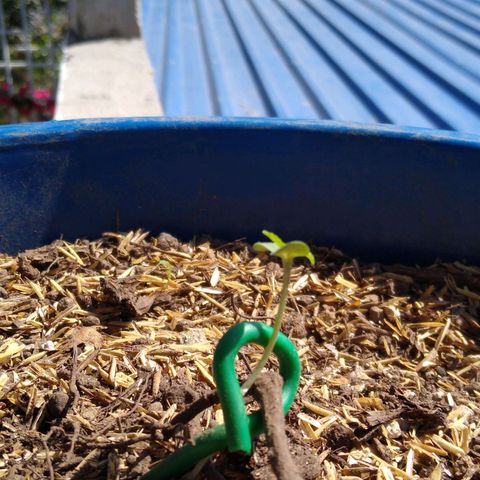 Widow auto growlog photo: Sufrió un pequeño golpe en el tallo, se dobló, pero sigue echando las primeras hojas. 