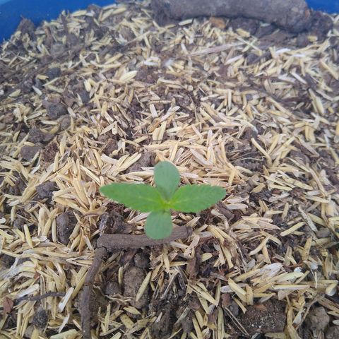 Widow auto growlog photo: Se evidencia el crecimiento de las dos primeras hojas y en la mitad dos pequeñas más! 