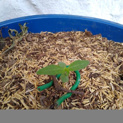 Widow auto growlog photo: Ya salió la tercera hoja y está en crecimiento, está en proceso formándose la 4ta.