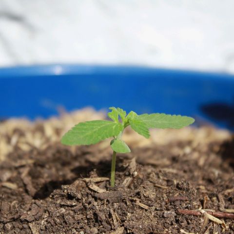Widow auto growlog photo: Con un desarrollo algo singular en las hojas después del golpe en el tallo, sigue creciendo medianamente rápido.