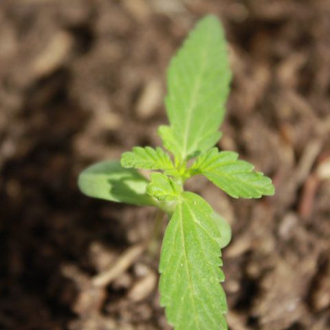 Widow auto growlog photo: Con un desarrollo algo singular en las hojas después del golpe en el tallo, sigue creciendo medianamente rápido.