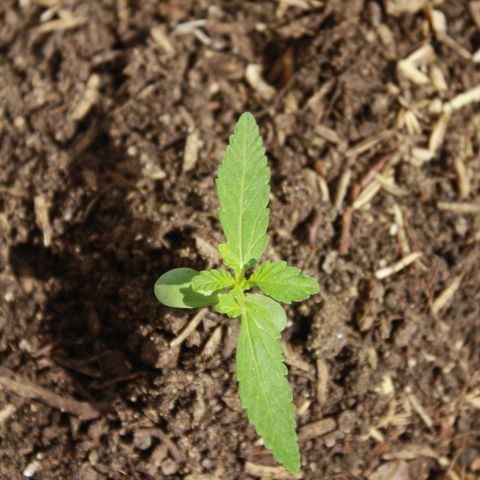 Widow auto growlog photo: Con un desarrollo algo singular en las hojas después del golpe en el tallo, sigue creciendo medianamente rápido.