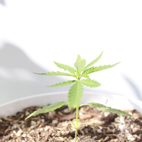 Widow auto growlog photo: Las hojas bajas de la nativa y la punto rojo fueron atacadas por minadores, casi exterminándolas pero se les vió crecimiento hoy sí, un día después de la segunda aplicación del insecticida, cosa que ayer no por la plaga seguramente.
La Auto-Widow sigue creciendo bien! Y la AK excelente.