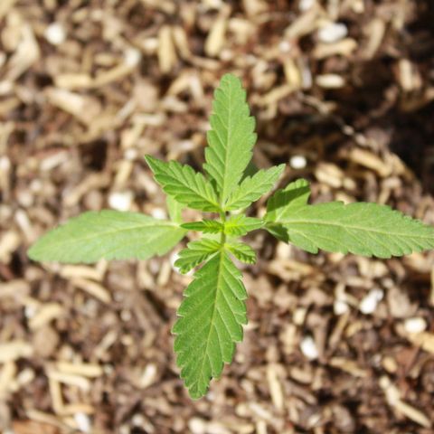 Widow auto growlog photo: Las hojas bajas de la nativa y la punto rojo fueron atacadas por minadores, casi exterminándolas pero se les vió crecimiento hoy sí, un día después de la segunda aplicación del insecticida, cosa que ayer no por la plaga seguramente.
La Auto-Widow sigue creciendo bien! Y la AK excelente.