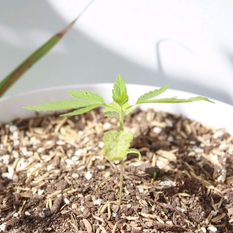 Widow auto growlog photo: Las hojas bajas de la nativa y la punto rojo fueron atacadas por minadores, casi exterminándolas pero se les vió crecimiento hoy sí, un día después de la segunda aplicación del insecticida, cosa que ayer no por la plaga seguramente.
La Auto-Widow sigue creciendo bien! Y la AK excelente.