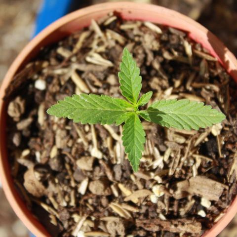 Widow auto growlog photo: Las hojas bajas de la nativa y la punto rojo fueron atacadas por minadores, casi exterminándolas pero se les vió crecimiento hoy sí, un día después de la segunda aplicación del insecticida, cosa que ayer no por la plaga seguramente.
La Auto-Widow sigue creciendo bien! Y la AK excelente.