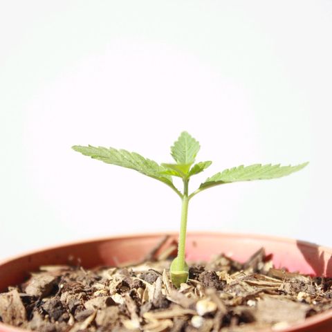 Widow auto growlog photo: Las hojas bajas de la nativa y la punto rojo fueron atacadas por minadores, casi exterminándolas pero se les vió crecimiento hoy sí, un día después de la segunda aplicación del insecticida, cosa que ayer no por la plaga seguramente.
La Auto-Widow sigue creciendo bien! Y la AK excelente.