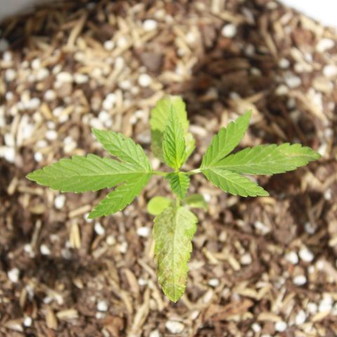 Widow auto growlog photo: Las hojas bajas de la nativa y la punto rojo fueron atacadas por minadores, casi exterminándolas pero se les vió crecimiento hoy sí, un día después de la segunda aplicación del insecticida, cosa que ayer no por la plaga seguramente.
La Auto-Widow sigue creciendo bien! Y la AK excelente.