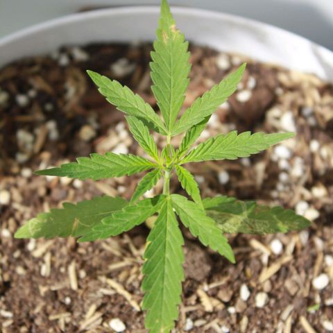 Widow auto growlog photo: Las hojas bajas de la nativa y la punto rojo fueron atacadas por minadores, casi exterminándolas pero se les vió crecimiento hoy sí, un día después de la segunda aplicación del insecticida, cosa que ayer no por la plaga seguramente.
La Auto-Widow sigue creciendo bien! Y la AK excelente.