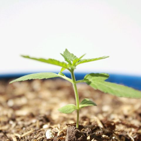 Widow auto growlog photo: Las hojas bajas de la nativa y la punto rojo fueron atacadas por minadores, casi exterminándolas pero se les vió crecimiento hoy sí, un día después de la segunda aplicación del insecticida, cosa que ayer no por la plaga seguramente.
La Auto-Widow sigue creciendo bien! Y la AK excelente.