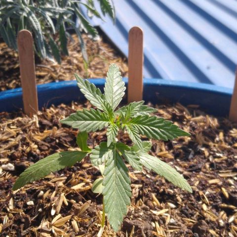 Widow auto growlog photo: Faltándole 50 días a ésta automática, sigue pequeña pero sigue creciendo y el complemento lumínico le ha ayudado.