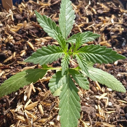 Widow auto growlog photo: Faltándole 50 días a ésta automática, sigue pequeña pero sigue creciendo y el complemento lumínico le ha ayudado.