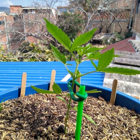 Widow auto growlog timeline photo