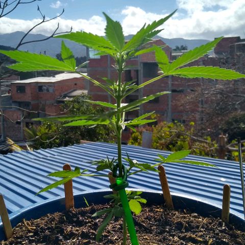 Widow auto growlog photo: A 28-29 días de la cosecha.