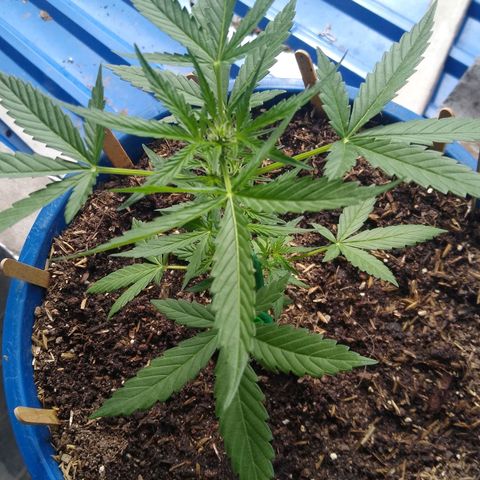 Widow auto growlog photo: A 28-29 días de la cosecha.