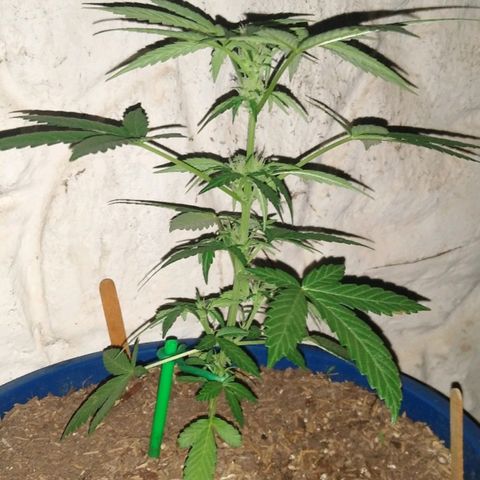 Widow auto growlog photo: A dos semanas del corte, mañana será fertilizada por última vez con floración de cannabis aerponic system.