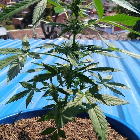 Widow auto growlog photo: Moños hermosos, olor cítrico. 