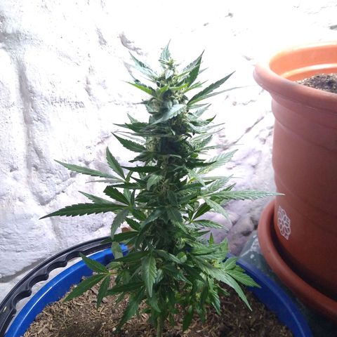 Widow auto growlog photo: A 4 días del corte.