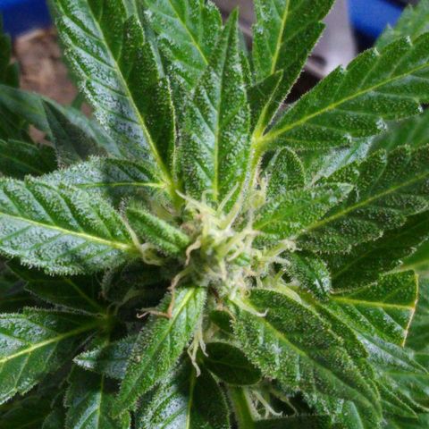 Widow auto growlog photo: A 4 días del corte.