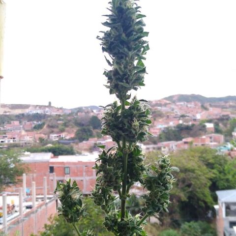 Widow auto growlog timeline photo