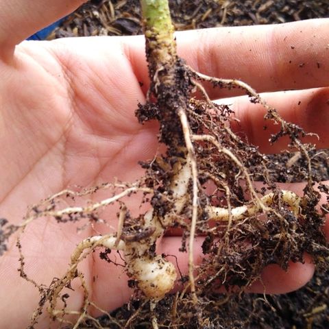 Widow auto growlog photo: Se quedó enana a causa de un bloqueo de sales, de ahora en adelante medir ph.