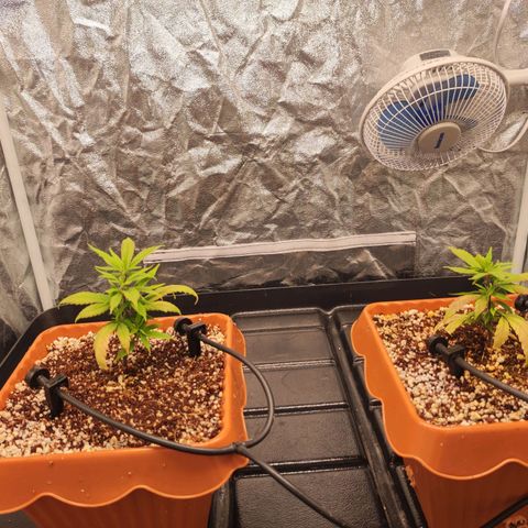 Happy Pappy growlog timeline photo