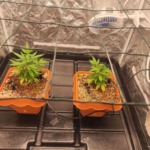 Happy Pappy growlog timeline photo