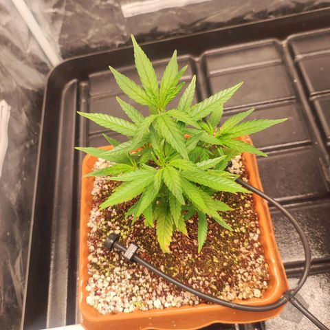 Happy Pappy growlog timeline photo