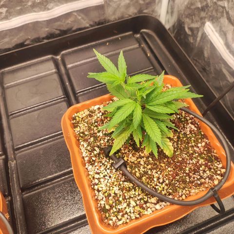 Happy Pappy growlog timeline photo