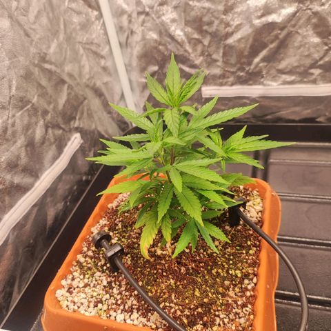 Happy Pappy growlog timeline photo