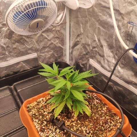 Happy Pappy growlog timeline photo