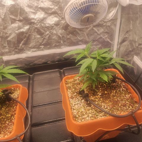 Happy Pappy growlog timeline photo