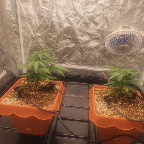 Happy Pappy growlog timeline photo