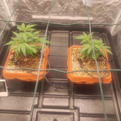 Happy Pappy growlog timeline photo