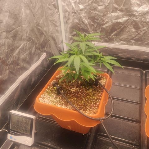 Happy Pappy growlog timeline photo